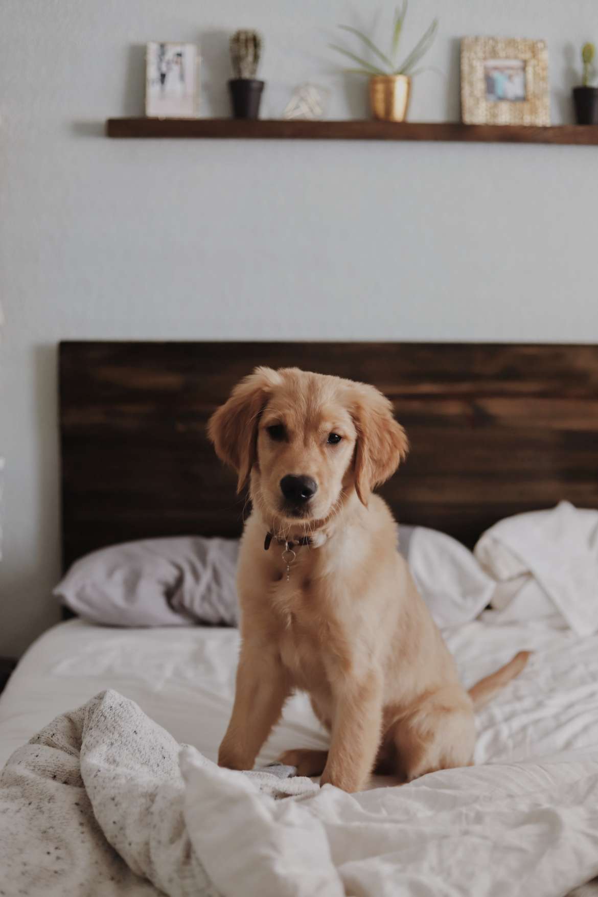 dog on bed