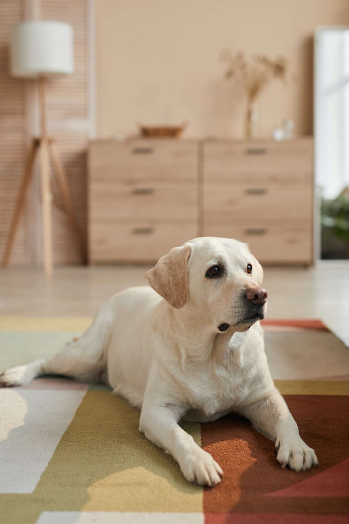 golden retriever on floor in living room in home