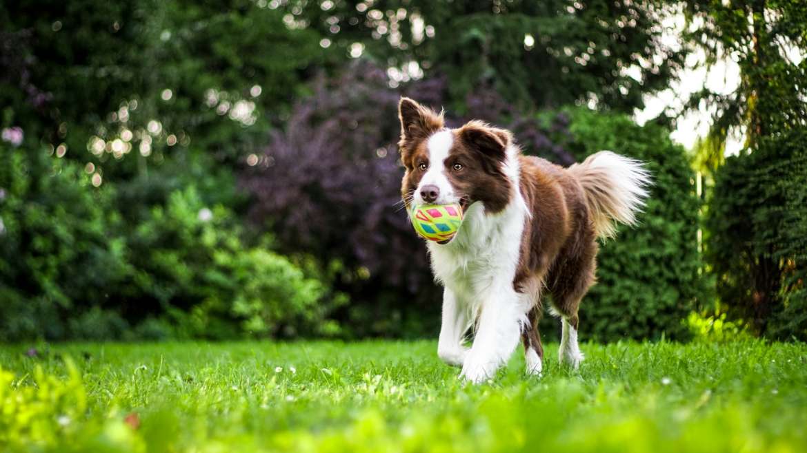 Dog Park at Woodson’s Reserve Spring, Texas Featured Reel