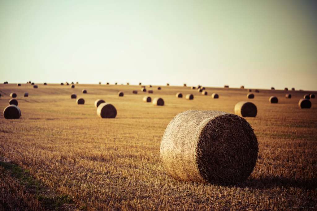 Taking a Hayride in Houston, Texas