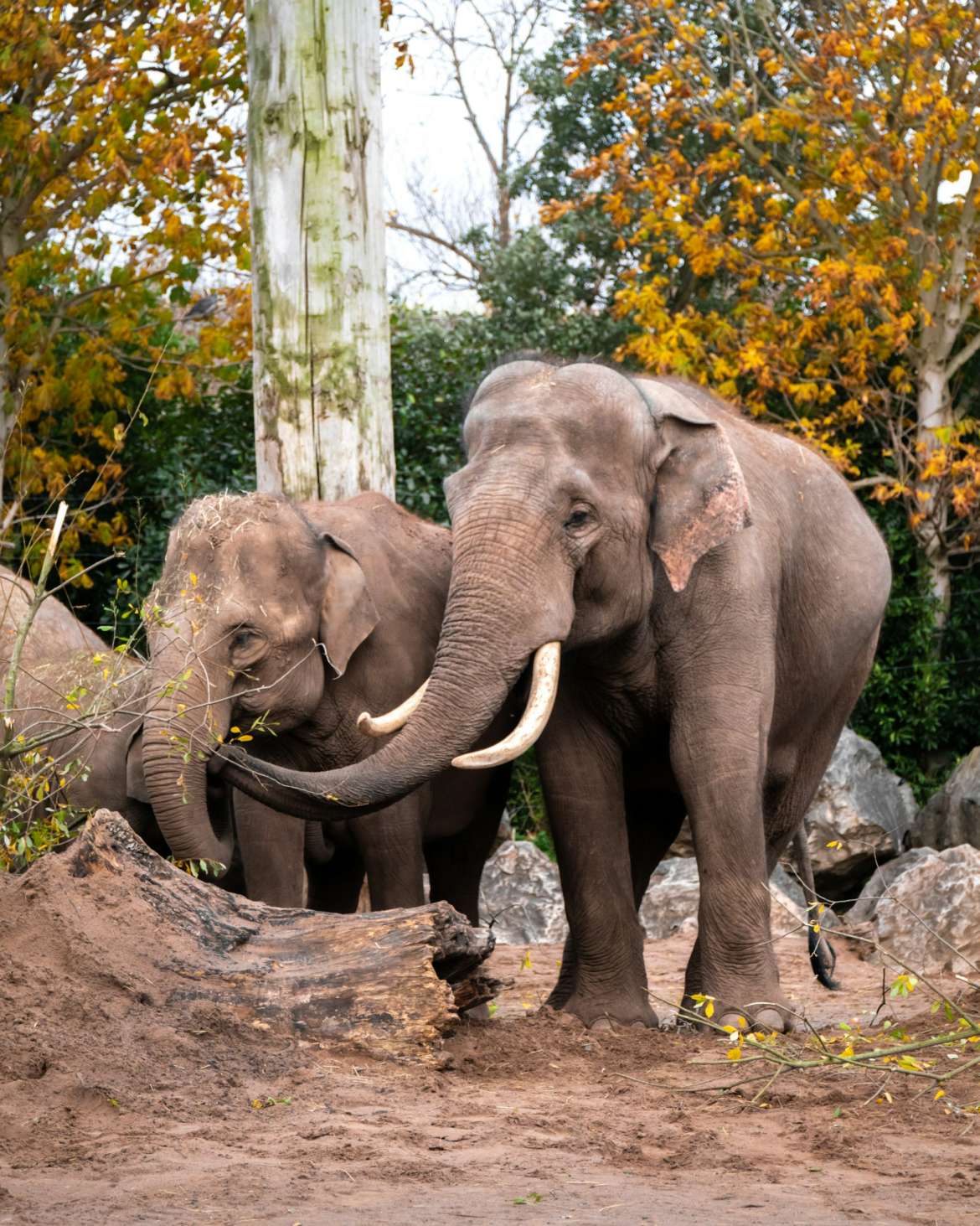 Family Adventures at the Houston Zoo Houston, Texas Featured Reel