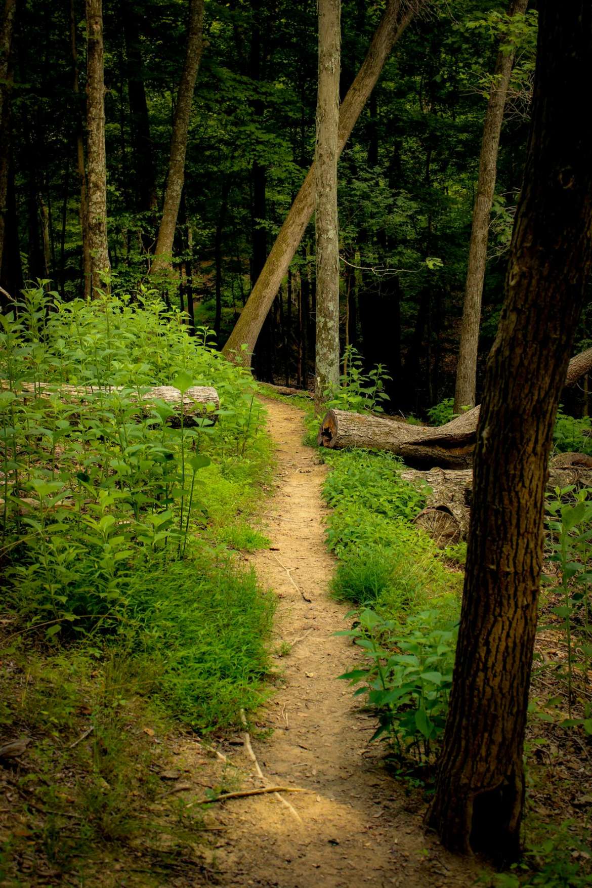 Best Neighborhoods in The Woodlands, Texas Near Nature Parks & Trails (2025) Your Move-to-The Woodlands Guide